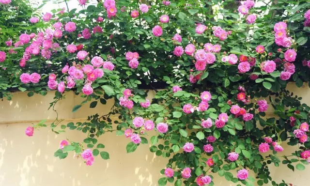 你的院子里有夢境般的花果藤架嗎？